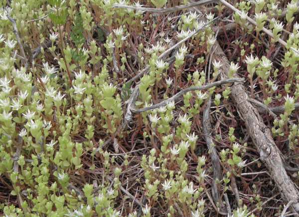Crassulaceae di Sicilia - Phedimus stellatus